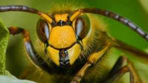 Външен вид на стършели, опасност за човека, първа помощ в хапка